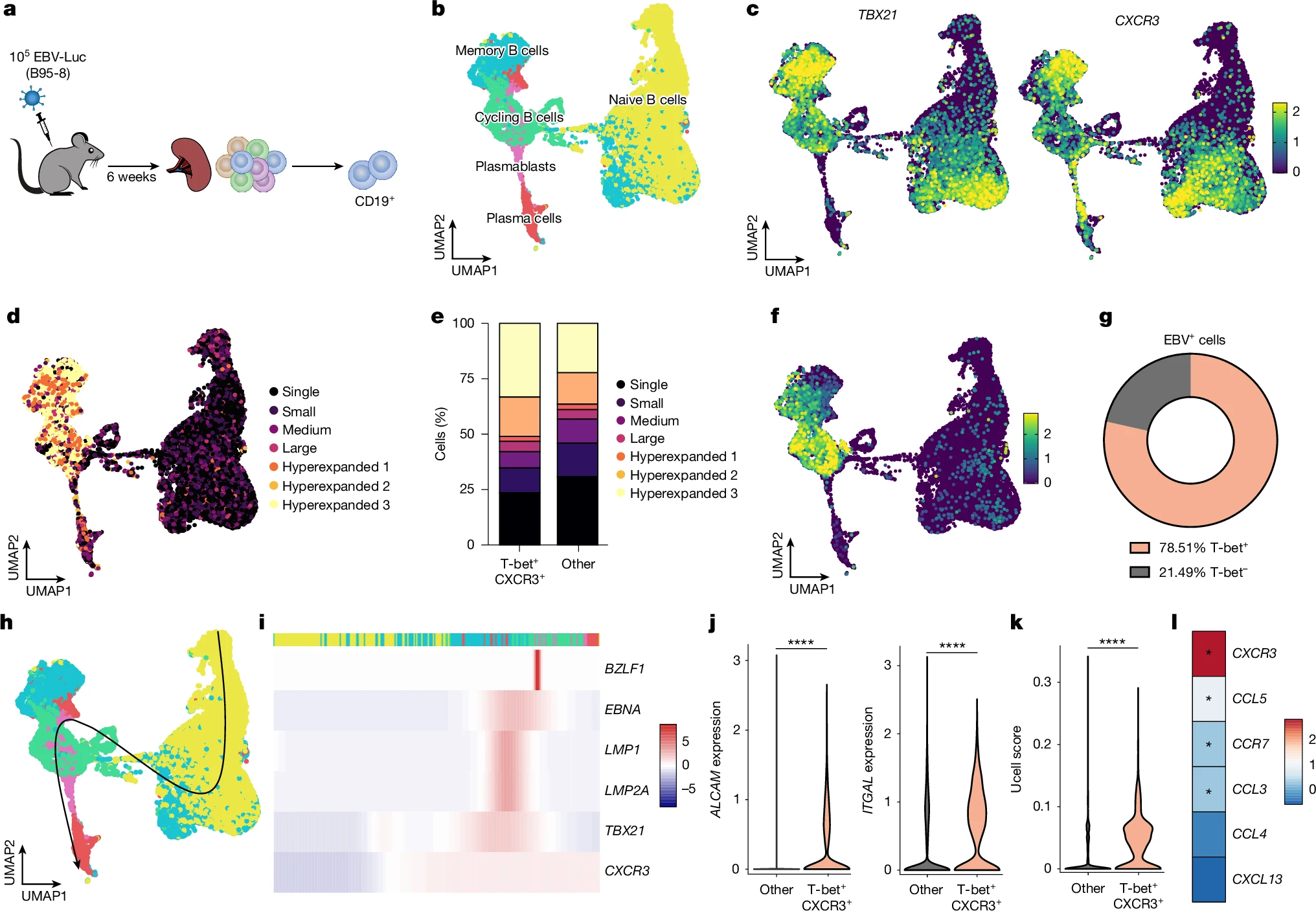 Figure from Nature 2025 paper on EBV-driven CNS homing of B cells