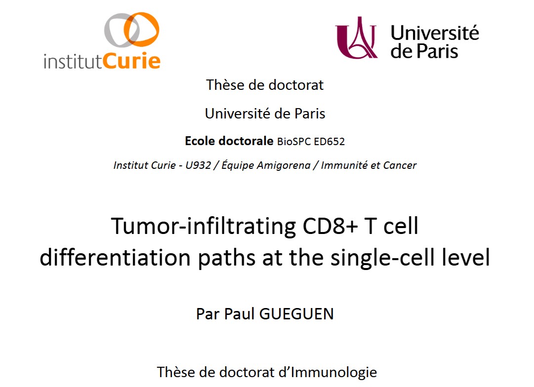 PhD thesis figure on tumor-infiltrating CD8 T-cell differentiation