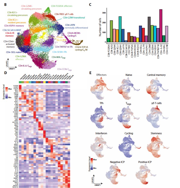 Science Immunology figure on tumor-infiltrating CD8 T cells in lung cancer