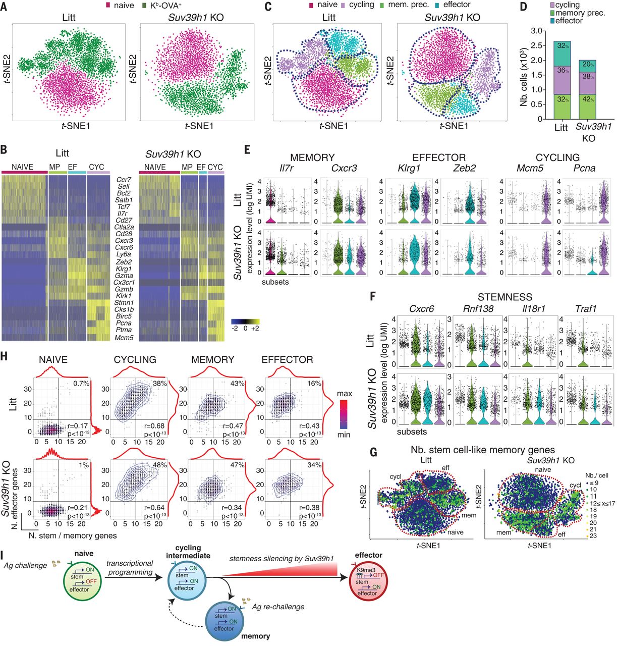 Science 2018 figure on epigenetic control of CD8 T-cell stemness